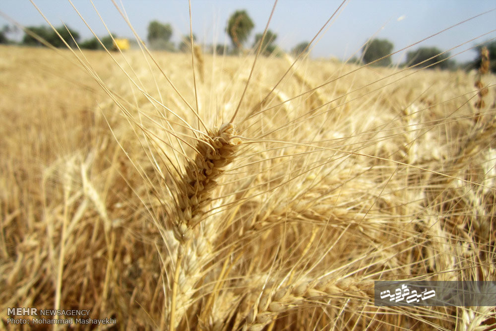 ۲۱۷ هزار تن گندم بصورت تضمینی از کشاورزان قزوینی خریداری شد 