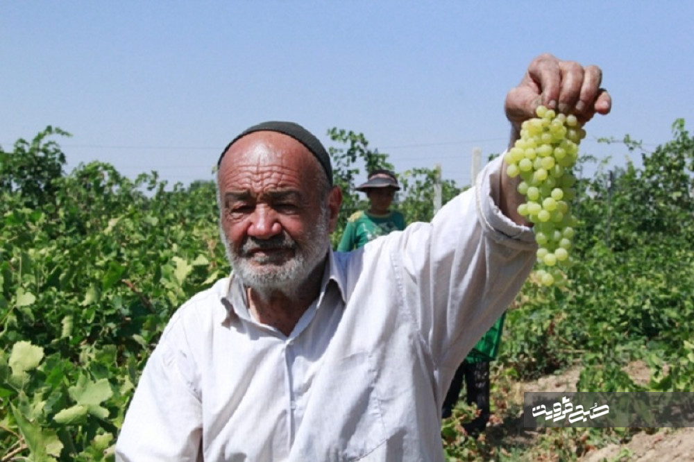 سرگردانی کشاورزان تاکستانی در فصل برداشت انگور