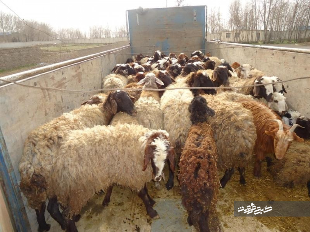  ۱۷۰ راس گوسفند قاچاق در قزوین  توقیف شد 