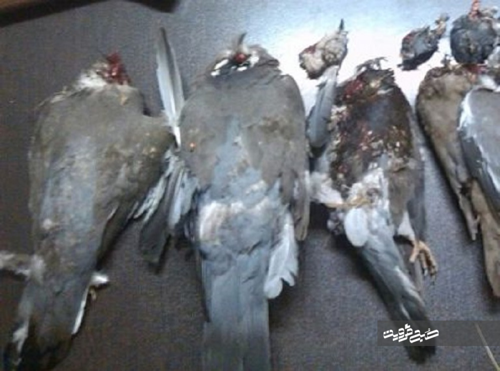 شکارچیان کبک در منطقه آوج استان قزوین به دام افتادند