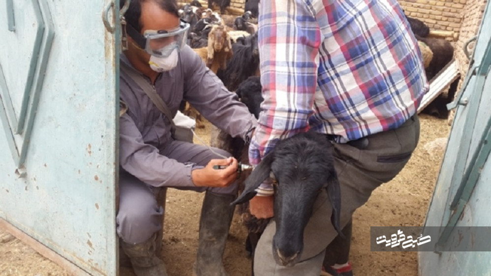 خدمات رایگان دامپزشکی در قزوین به مناسبت روز روستا
