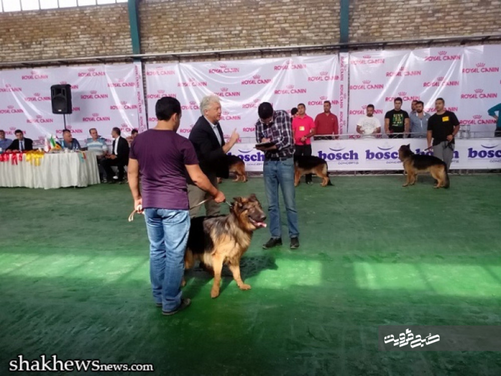 فستیوال سگ و اتفاقات یهویی در عرصه فرهنگ قزوین!