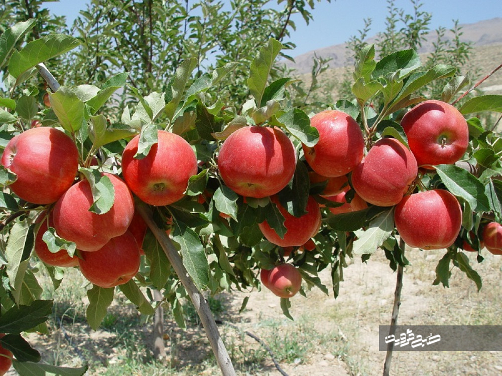 پایان برداشت سیب از باغات شهرستان البرز