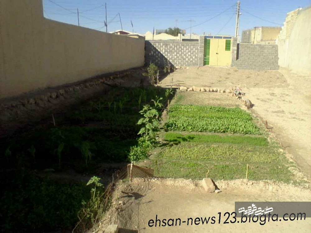 اجرای طرح تولید سبزیجات سالم در باغچه های خانگی در شهرستان آبیک