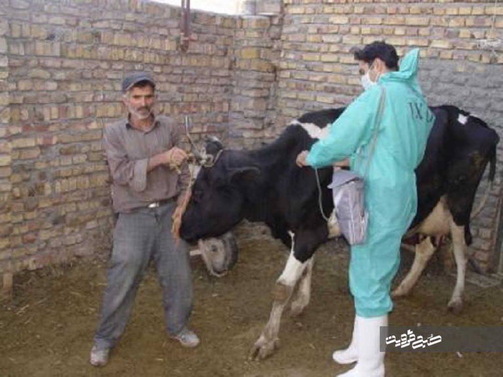 آغاز عملیات واکسیناسیون دامها علیه تب برفکی در شهرستان البرز