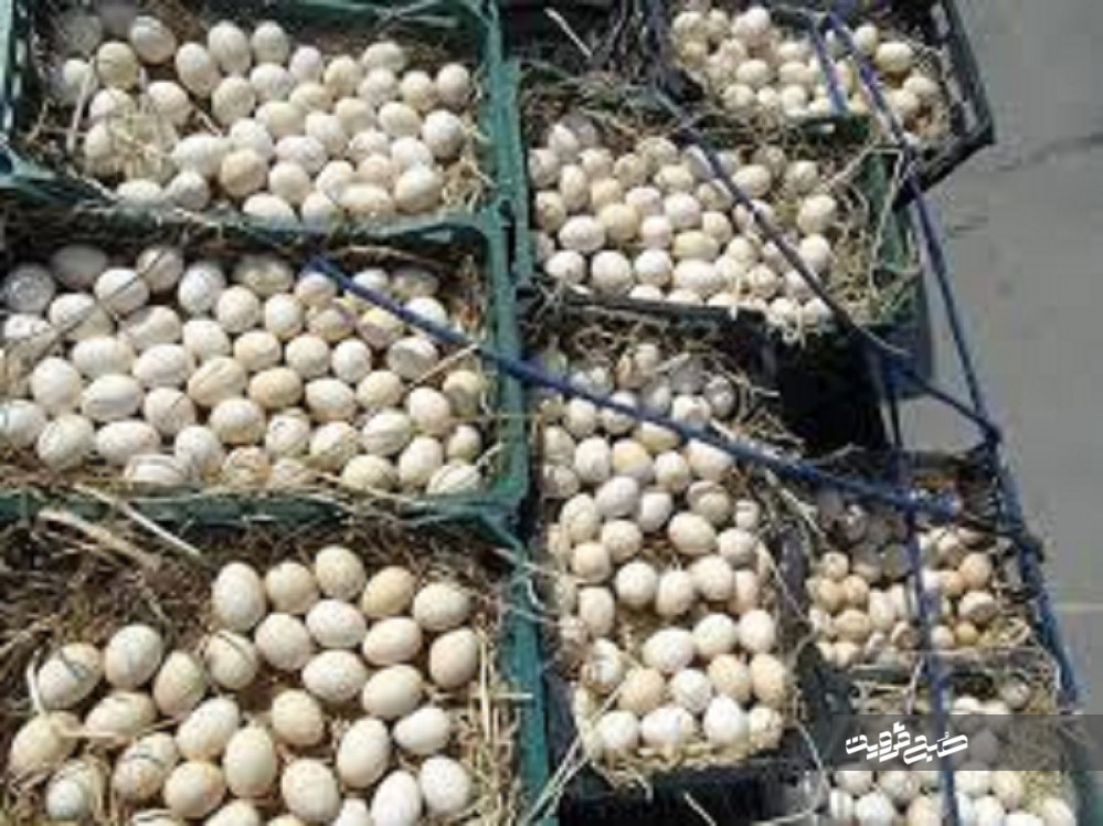 جمع آوری فروشندگان غیر مجاز تخم مرغ در قزوین