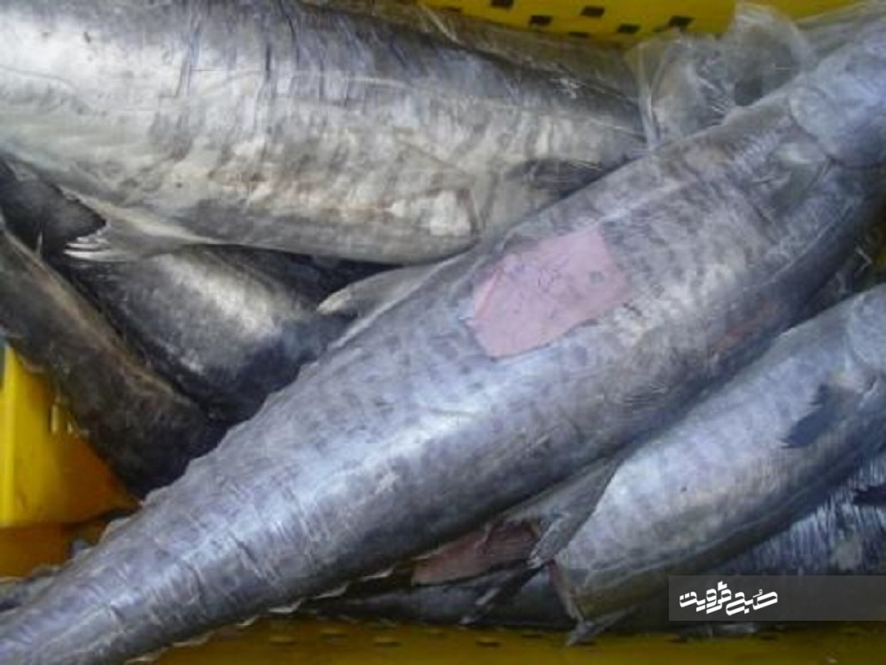 عرضه کننده ماهی حرام گوشت شناسایی شد