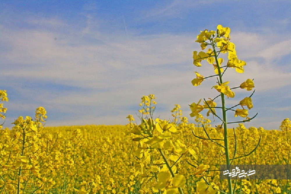 قزوین رتبه پنجم کشور را در تولید دانه‌های روغنی داراست