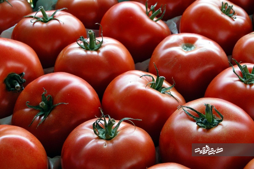 توزیع گوجه‌فرنگی در سطح شهر قزوین آغاز شد 