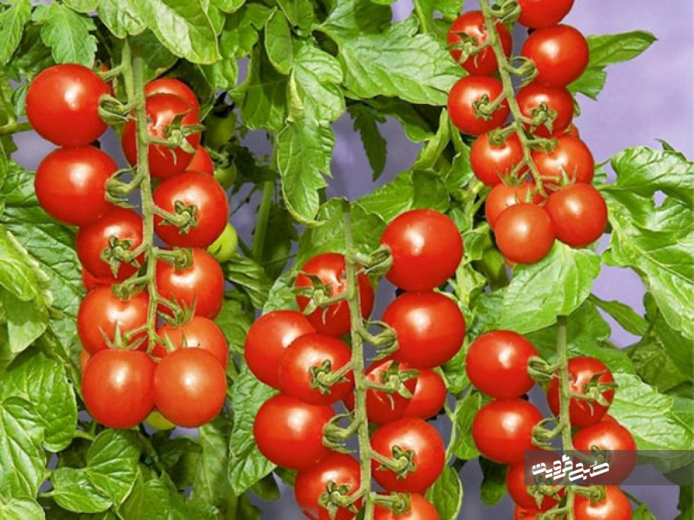 نبود تشکل تولیدکنندگان گوجه در استان مشهود است