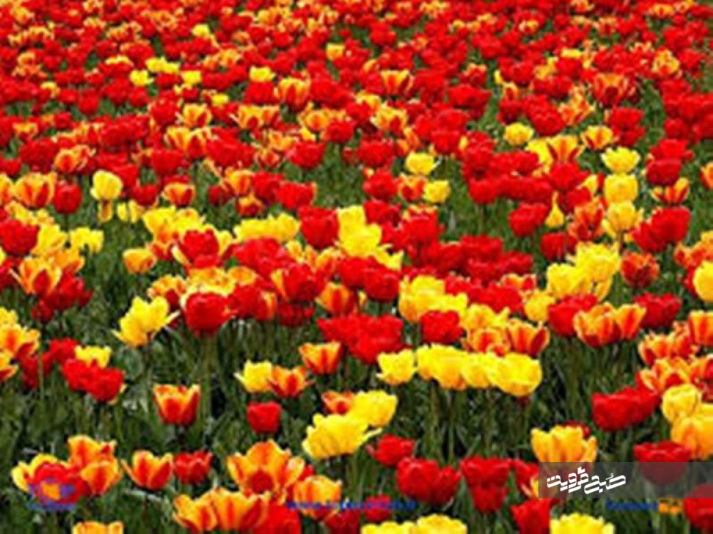 عکس/ مزارع گل در هلند