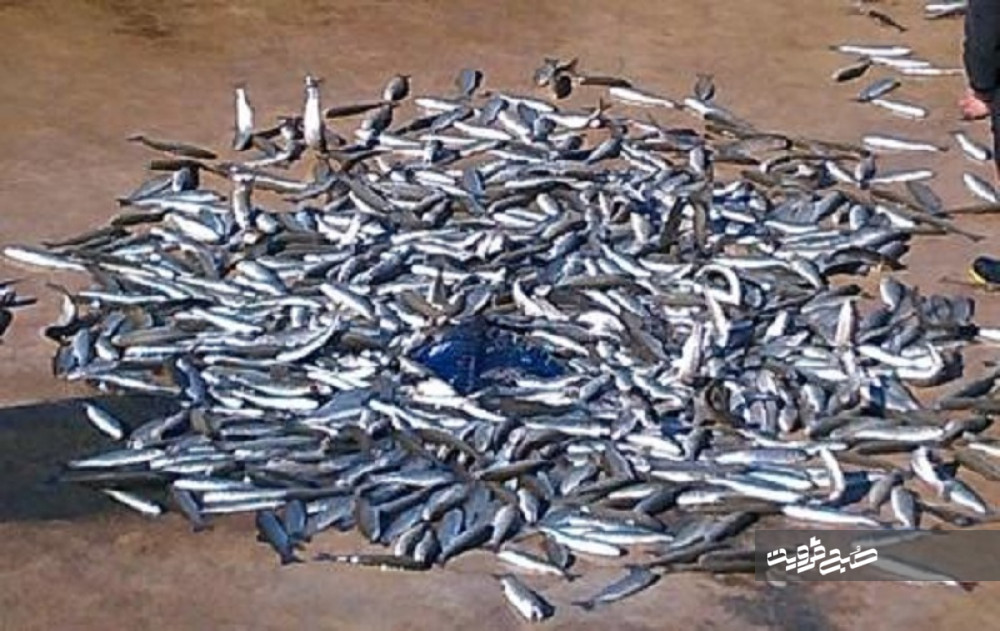 مصرف مالاشیت گرین در مزارع پرورش ماهی قزوین ممنوع است