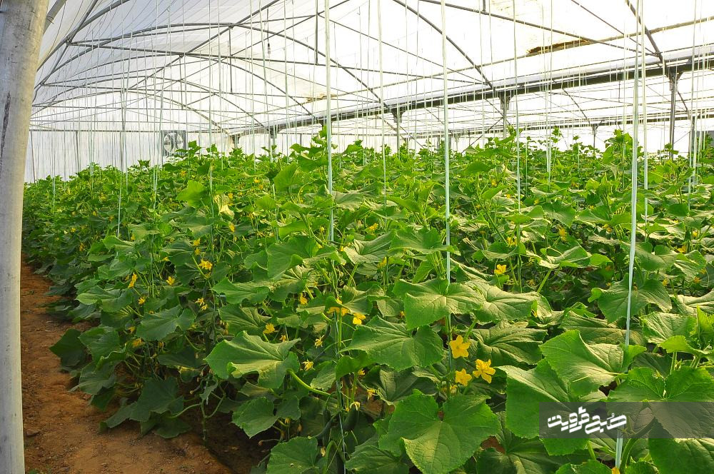  ۱۰۰۰ هکتار گلخانه جدید در قزوین احداث می‌شود