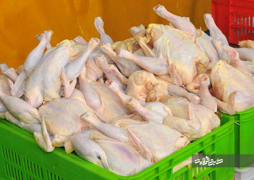 توزیع مرغ منجمد باقیمت تعادلی در قزوین آغاز شد 
