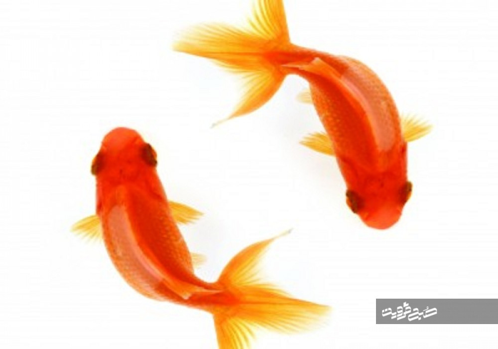 توصیه های دامپزشکی قزوین برای نگهداری ماهی قرمز سفره هفت سین