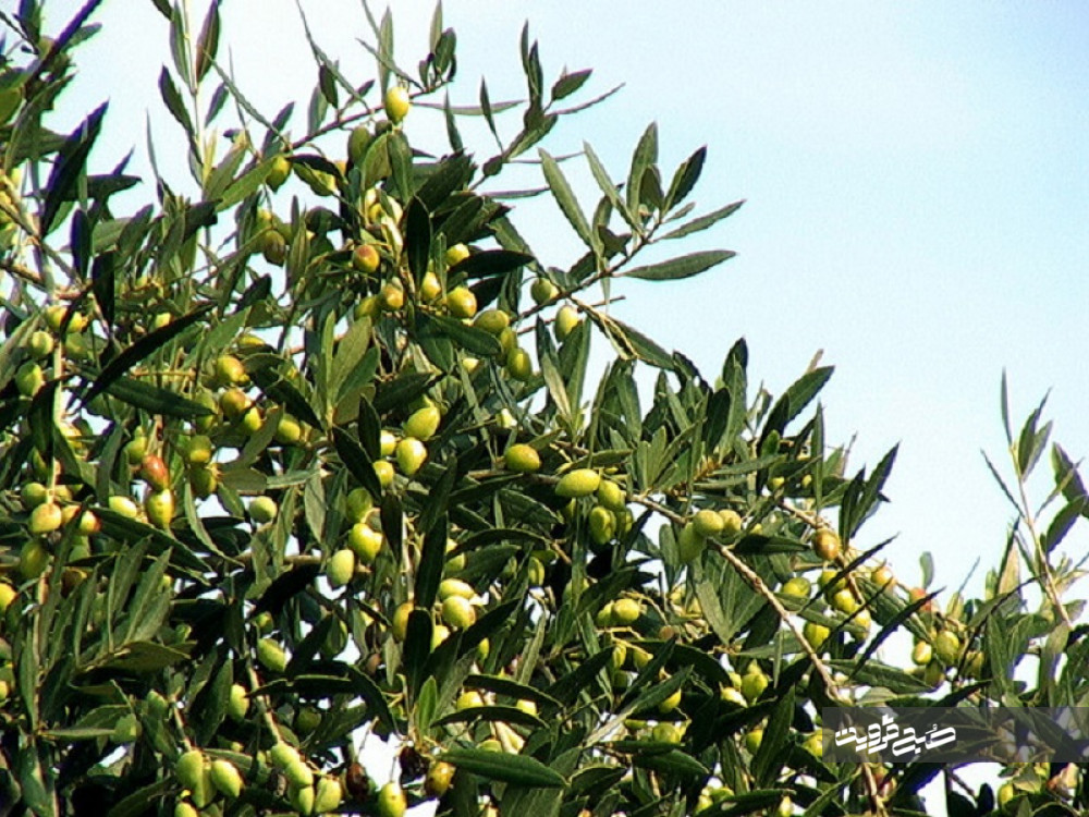 استان قزوین رتبه دوم تولید زیتون در کشور را دارد