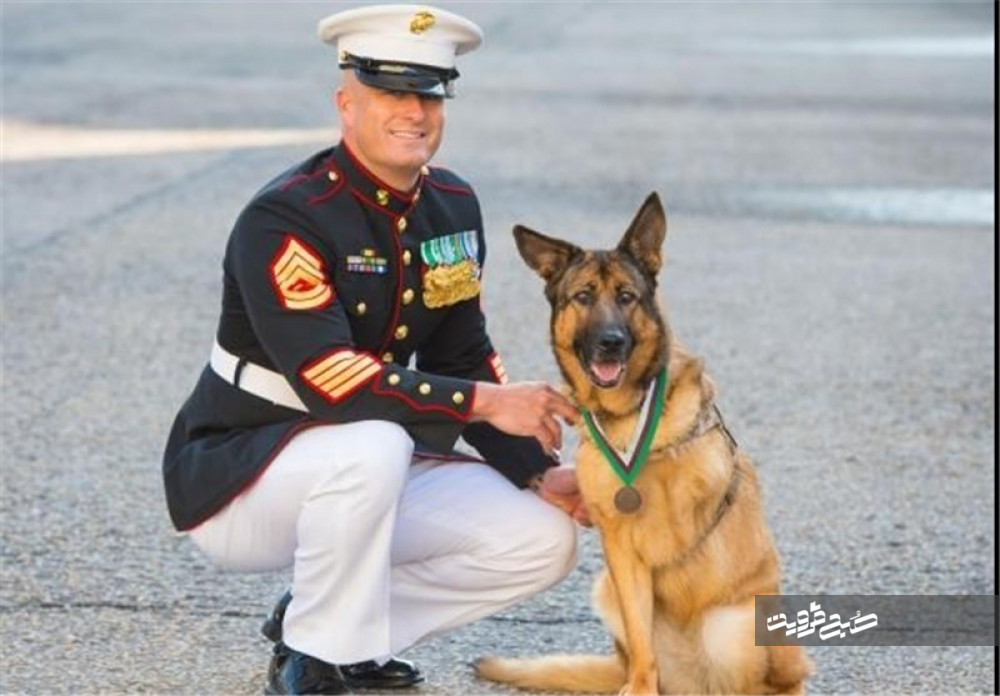 سگ نظامی ۱۲ ساله نشان «شجاعت» گرفت