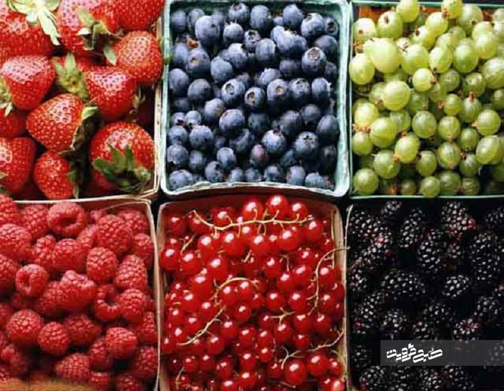 آخرین قیمت میوه‌های نوبرانه در بازار قزوین +جدول قیمت‌ها