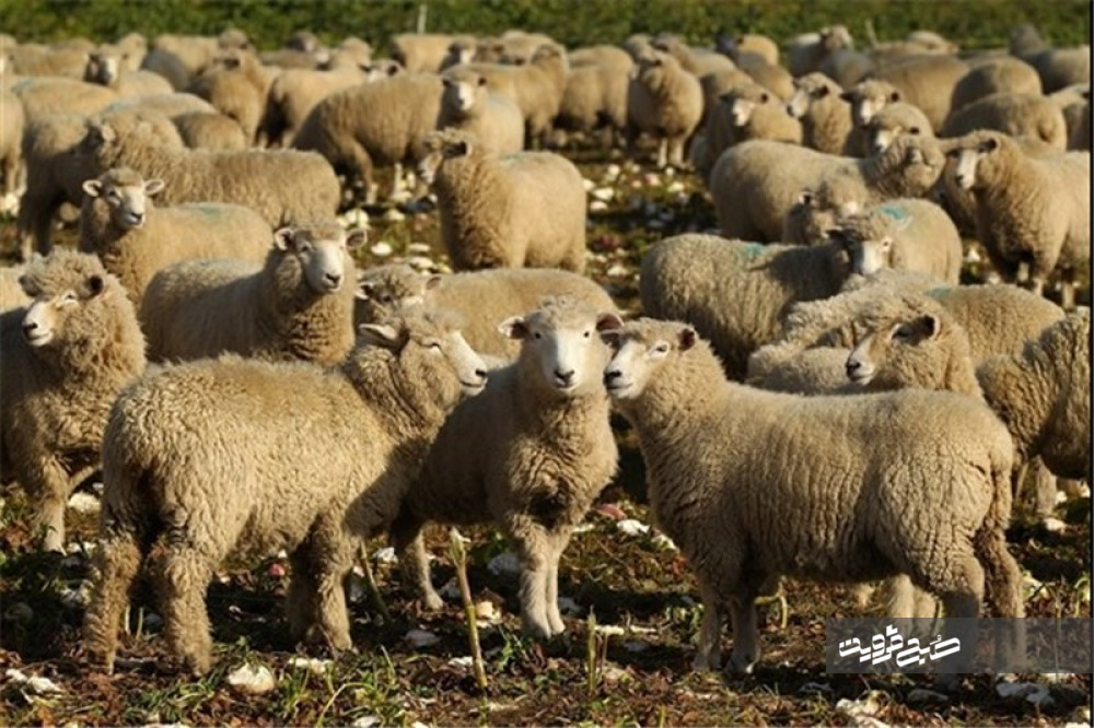۱۹۱ هزار رأس گوسفند و بز علیه بیماری آبله واکسینه شدند