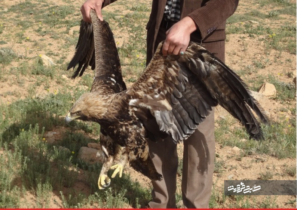 رهاسازی و بازگشت دو بهله عقاب طلایی به دامن طبیعت 