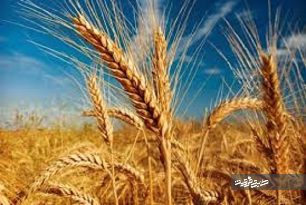 ۶۶۰۰ تن گندم به‌صورت تضمینی از کشاورزان قزوینی خریداری شد 