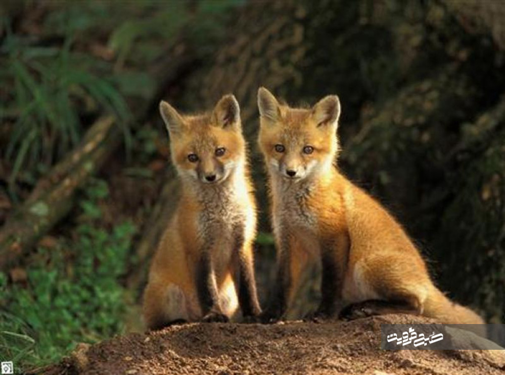  نجات سه قلاده روباه از عمق ۴۰متری استخر 