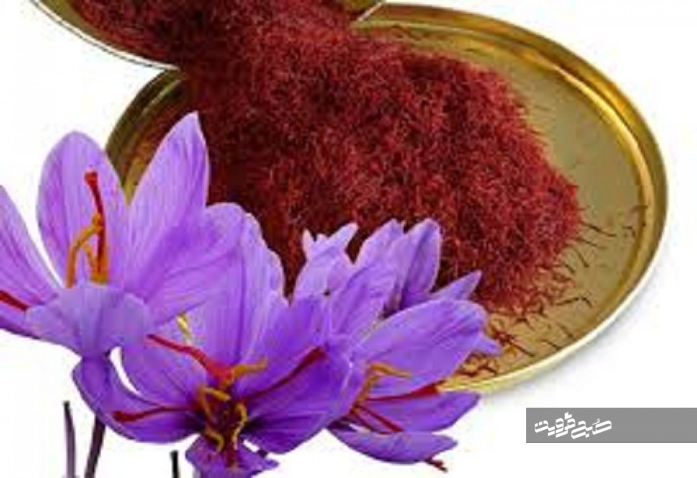 بیش از ۹۴درصد زعفران دنیا در ایران تولید می‌شود/ قزوین صنعت گیاهان دارویی ندارد 