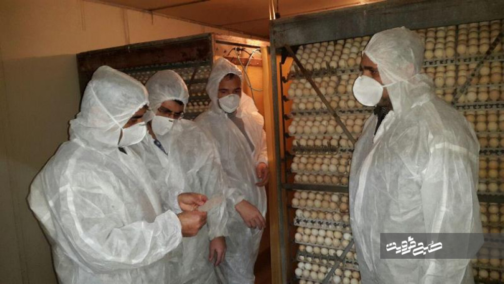 اولین مورد بیماری آنفلوانزای فوق حاد پرندگان در استان تائید شد