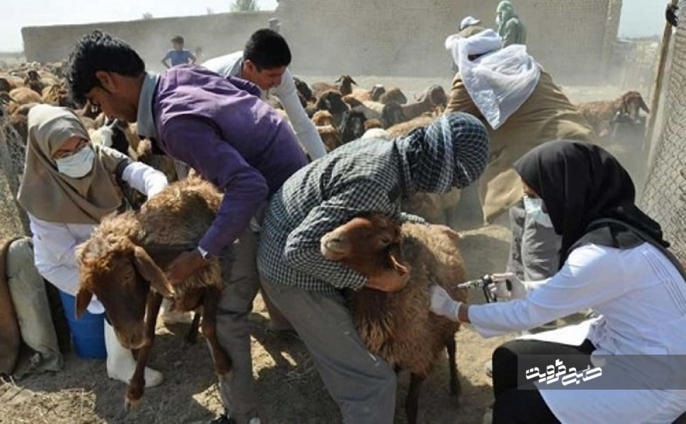 واکسیناسیون تب برفکی گوسفند و بز با جدیت در حال پیگیری است 