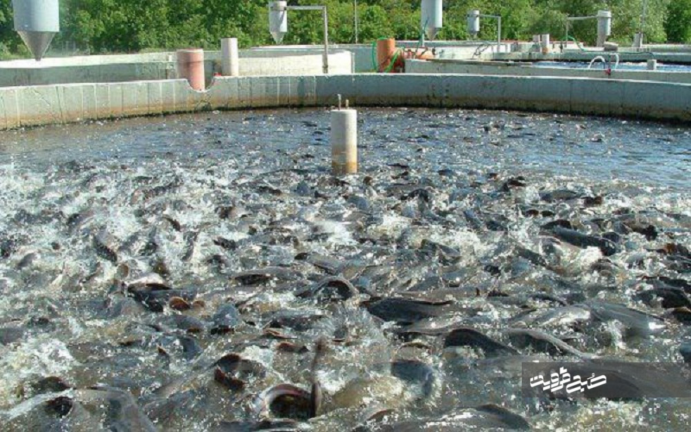 ۳۳۰۰ تن ماهی در استخرهای پرورش ماهی قزوین تولید شد 