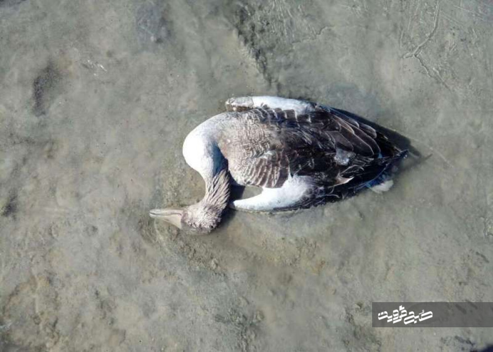 لاشه رها شده پرندگان، عامل انتشار بیماری در قزوین