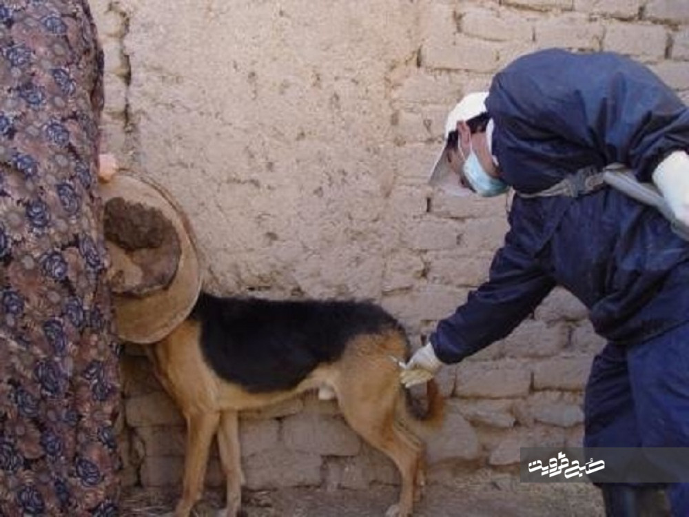 ۸۰۰ قلاده سگ علیه بیماری هاری واکسینه شدند