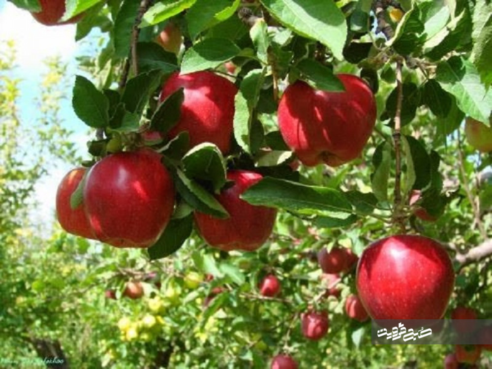 رشد ۱۰۰درصدی تولید محصولات باغی در قزوین 