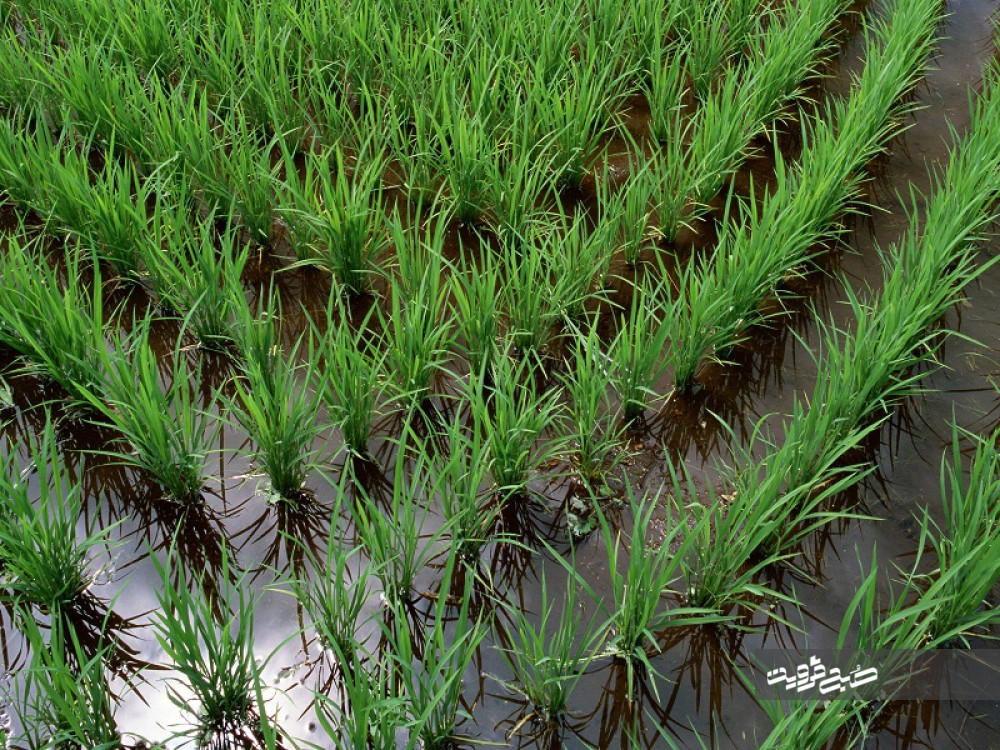 آغاز خزانه‌گیری برنج در شالیزارهای شهرستان قزوین 