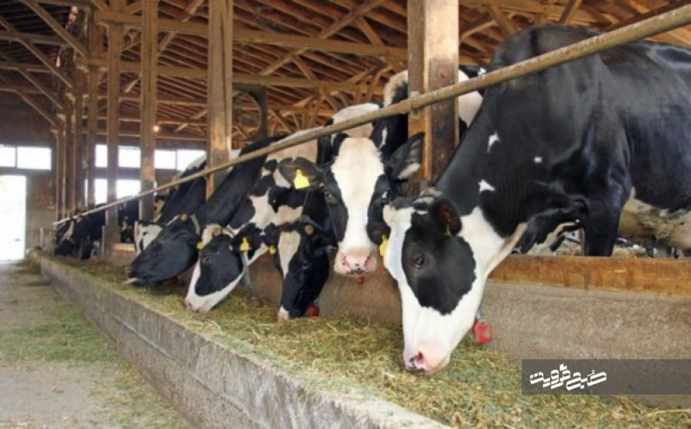 صادرات سومین محموله گاو شیری از قزوین به افغانستان 