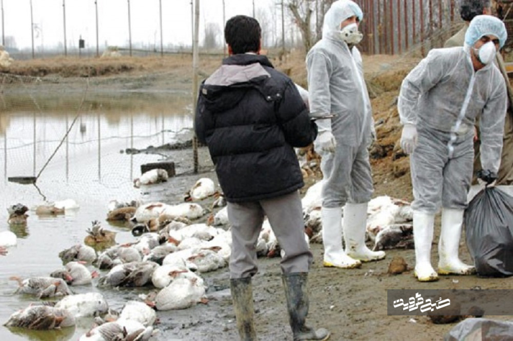 توصیه‌های بهداشتی پیشگیری از شیوع آنفلوانزای پرندگان اعلام شد