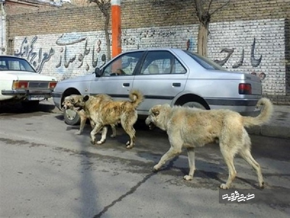 جولان سگ‌های ولگرد در خیابان‌های آبیک