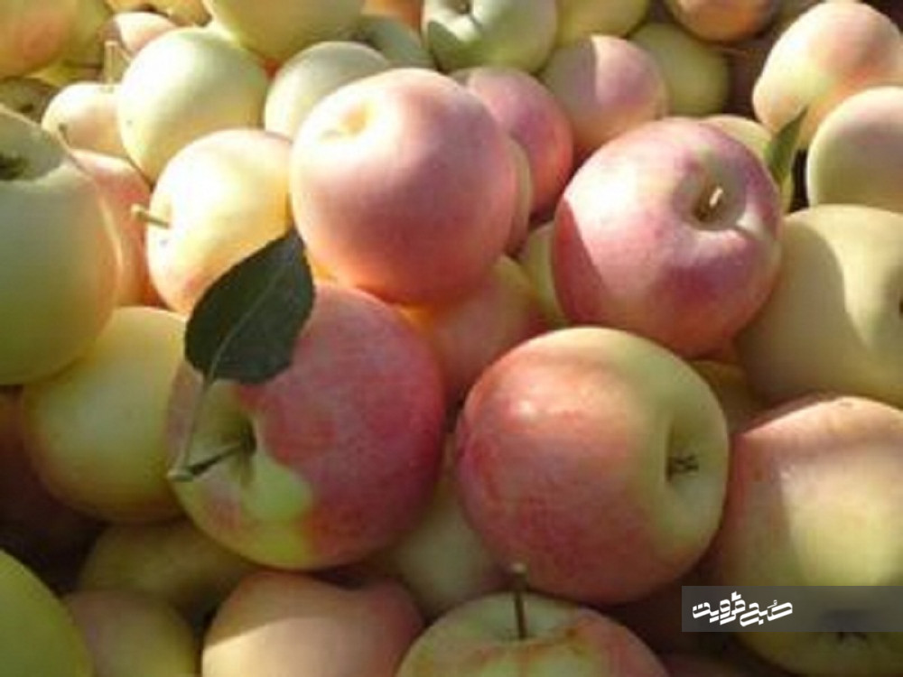 ۳ هزار تن سیب پاییزه از باغات برداشت شد 