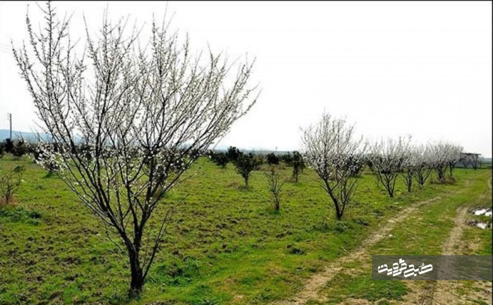 آغاز کاشت ۲۴ هزار اصله نهال در معابر روستاهای قزوین 