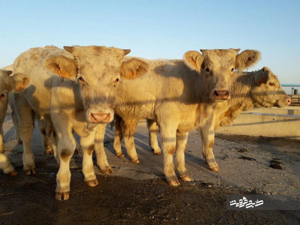 ورود ۳۱۰ رأس گوساله نژاد گوشتی فرانسه به قزوین