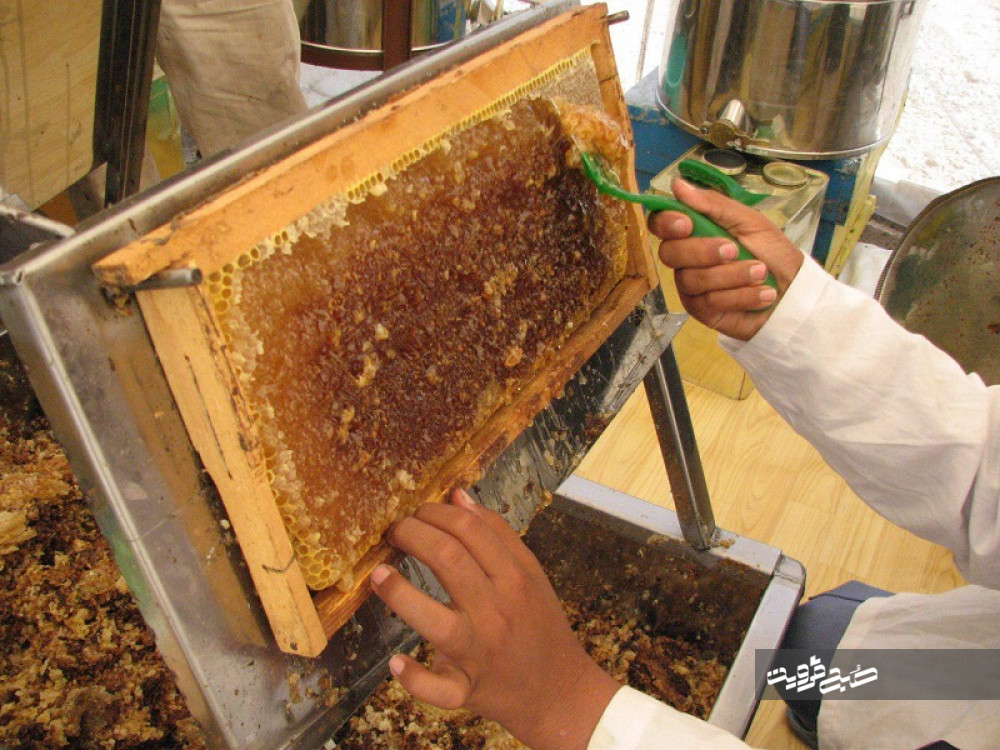 ۳۵۰ هزار کیلوگرم عسل در زنبورستان‌ها تولید می‌شود 