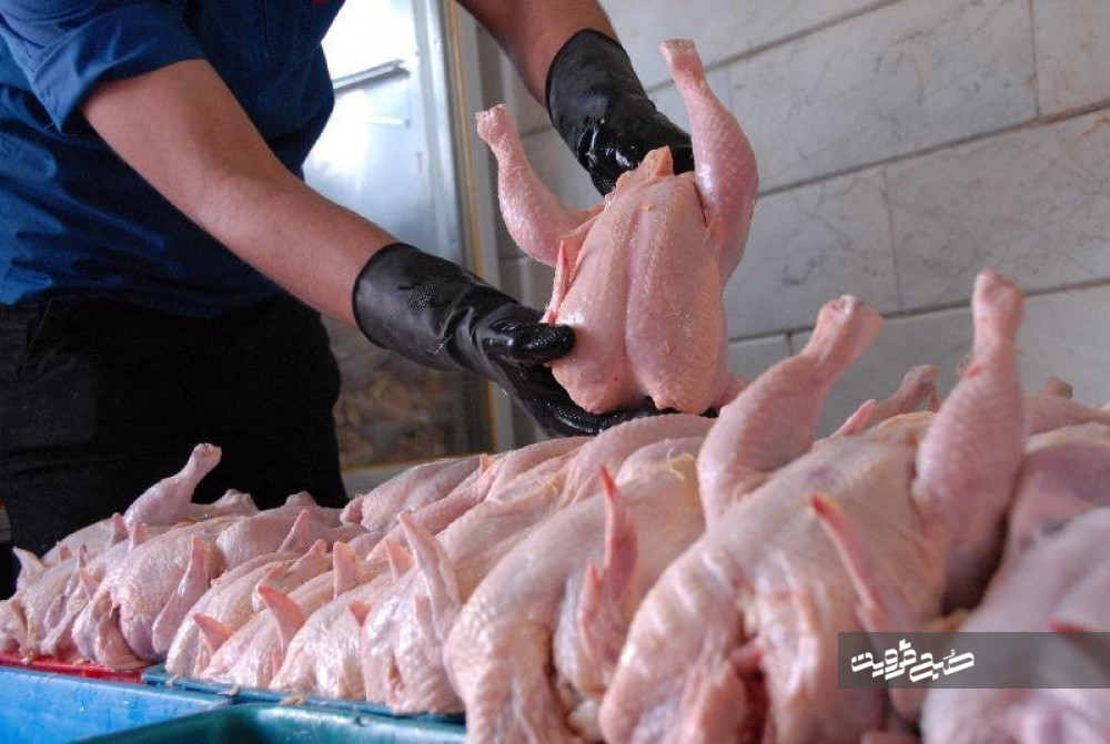 افزایش ۶ برابری تولید گوشت مرغ در قزوین 