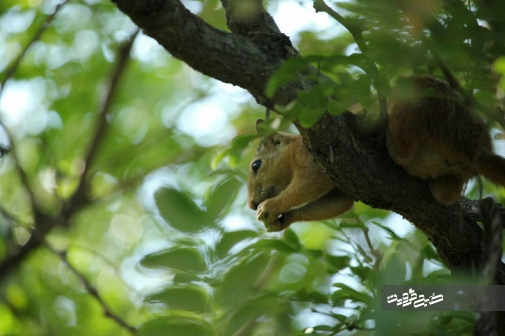 رهاسازی سنجاب در باغستان سنتی قزوین باعث خسارت به باغات می‌شود 