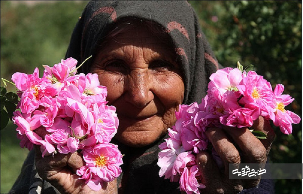 برداشت گل محمدی از سطح ۱۸ هکتار مزارع قزوین آغاز شد 