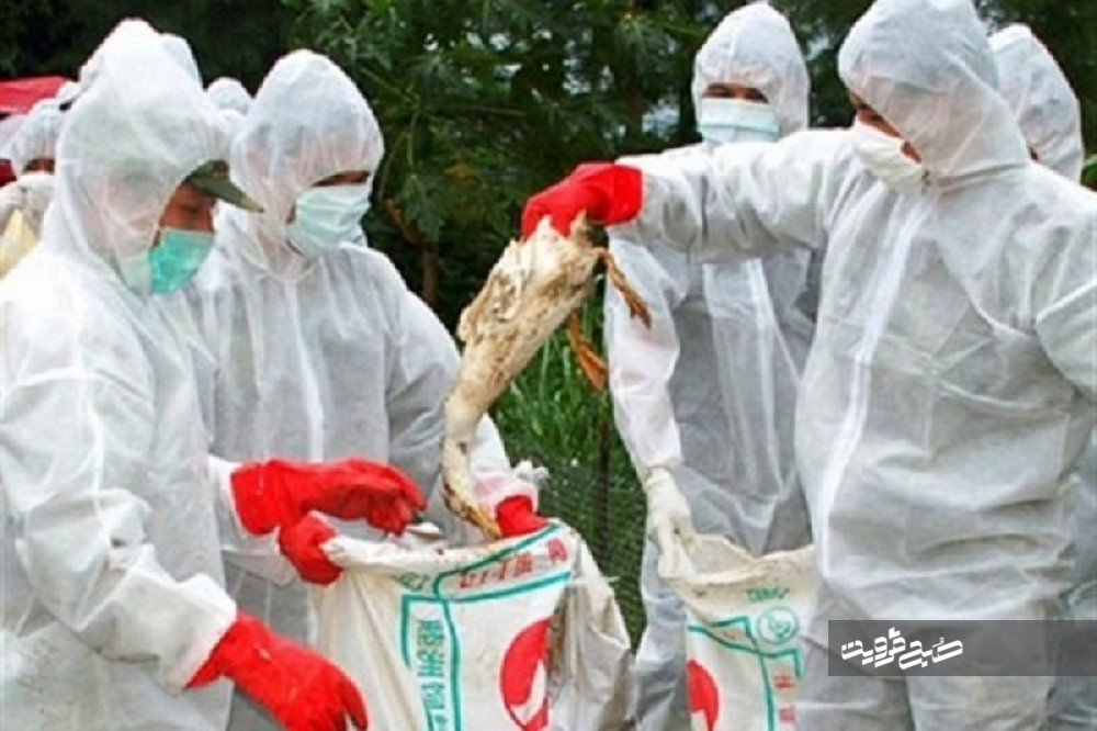 ۲۷ واحد مرغ تخمگذار درگیر بیماری آنفولانزا شدند