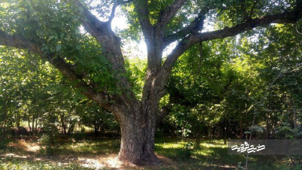 درختان کهنسال قزوین در فهرست میراث ملی طبیعی ثبت شد