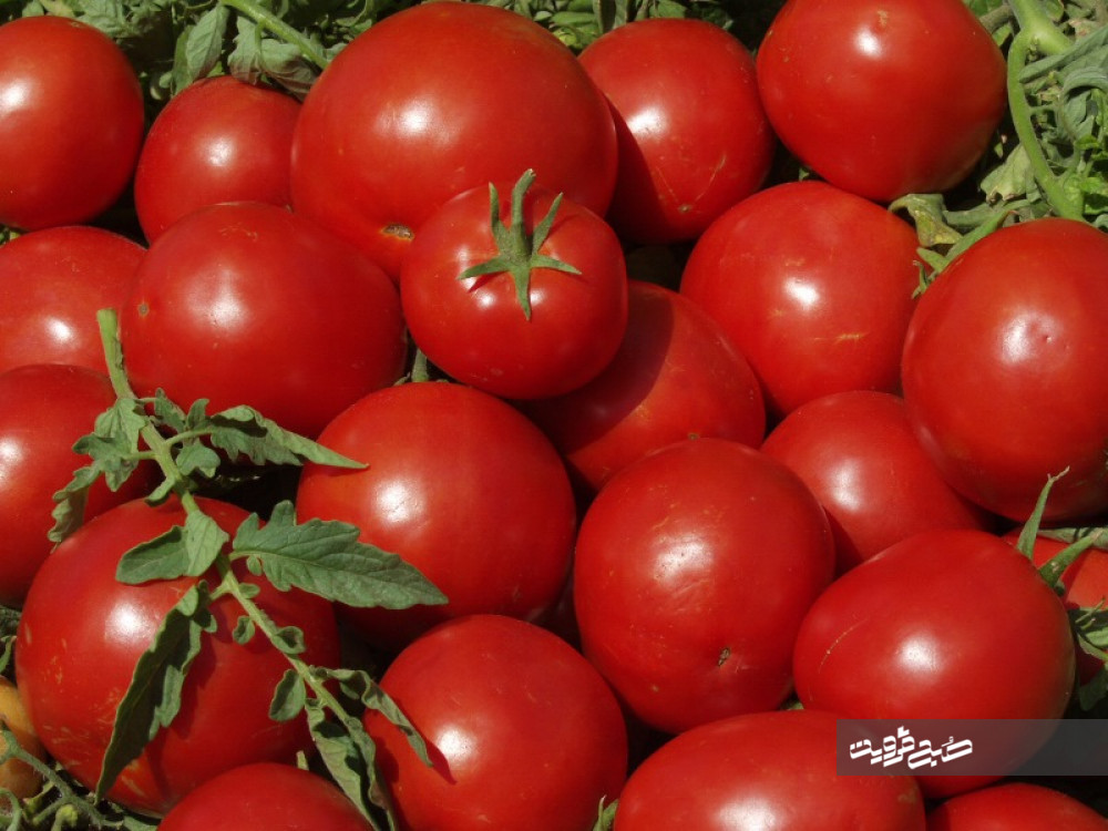  ۳۵۰۰ تن محصول گوجه‌فرنگی از اراضی کشاورزی برداشت شد