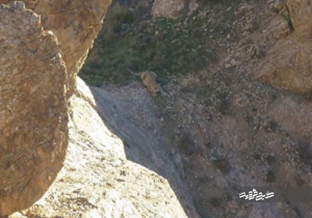 مشاهده یک قلاده پلنگ در ارتفاعات طارم سفلی 
