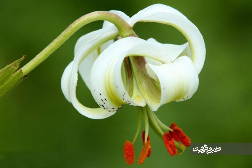 تصاویری از رویش نایاب ترین گل جهان