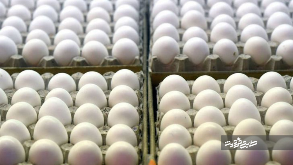 ۸۳۶۰تن تخم مرغ در مرغداری‌های آبیک تولید شد